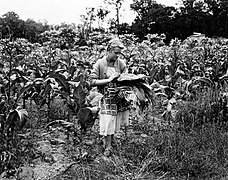 tabakspluk in 1954
