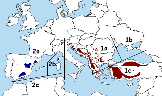 Az egyes alfajok, változatok elterjedési területe\n* 1. P. n. ssp. nigra — keleti alfaj\n** 1a: P. n. ssp. nigra var. nigra\n** 1b: P. n. ssp. var. pallasiana\n** 1c: P. n. ssp. nigra var. caramanica\n* 2. P. n. ssp. salzmannii — nyugati alfaj\n** 2a: P. n. ssp. salzmannii var. salzmannii\n** 2b: P. n. ssp. salzmannii var. corsicana\n** 2c: P. n. ssp. salzmannii var. mauretanica