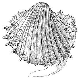 Procardium indicum