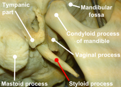 Processus styloideus (закрыть) с label.png