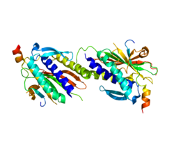 Протеин MAD2L2 PDB 3ABD.png