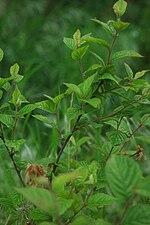 Vignette pour Prunus tomentosa