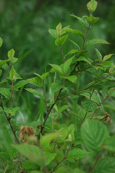 Prunus tomentosa leaves.jpg