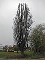 Arbre dénudé en hiver