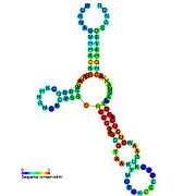 Glycine riboswitch: Secondary structure for the riboswitch marked up by sequence conservation. Family RF00504.