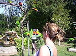 Rainbow lorikeets at feeding time