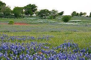 Ranchland with wildflowers, Lavaca Co., Texas (19 April 2014)