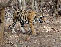 A tiger at Ranthambore Tiger Reserve, Rajasthan