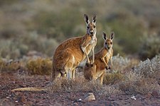 Red Kangaroos at Sturt National Park NSW Photograph: PotMart186