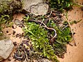 Redback Salamander (Plethodon cinereus) on moss, photographed in southwestern Pennsylvania (USA)