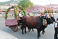 « Sa tracca », chariot à bœufs toujours utilisé pour la procession religieuse du saint patron du village