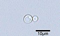 2005年1月20日 (木) 05:38時点における版のサムネイル