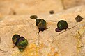 Gruppe von Bayerischen Zwergdeckelschnecken im Habitat