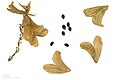 Salvia canariensis - Museum specimen