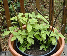 Kvaitulinis šalavijas (Salvia divinorum)