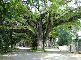 Regenbaum in Santander de Quilichao