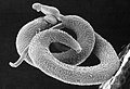 Coppia di Schistosoma mansoni al microscopio elettronico a scansione
