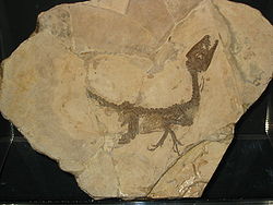 Elaf Scipionyx samniticus: fösil Museda Sifik Natajenava di Milano, Litaliyän.