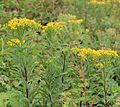 Hain-Greiskraut (Senecio nemorensis)