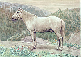 Image illustrative de l’article Serko (cheval)
