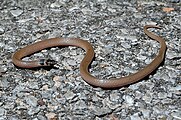 Tantilla coronata (Southeastern Crowned Snake)