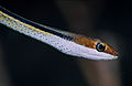 Psammophis punctulatus