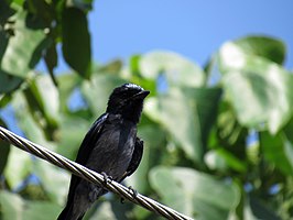 Ceylonese kuifdrongo