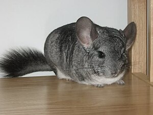 English: Photo of a standard gray chinchilla.