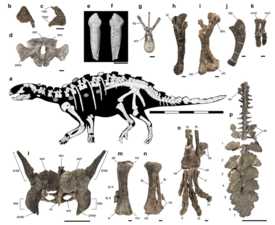 Скелетная реконструкция и окаменелости. Подробное описание a — скелетная реконструкция (положение остеодерм спекулятивное); b и c — ростральная часть предчелюстной кости (с дорсальной и праволатеральной сторон); d — затылочный комплекс (с каудальной стороны); e и f — щечные зубы[англ.] (с лабиальной и лингвальной сторон); g — средние туловищные позвонки (спереди); h и i — левая плечевая кость (с латеральной и антериорной сторон); j — левая локтевая кость (с латеральной стороны); k — неполная правая кисть (с дорсальной стороны); l — таз (с дорсальной стороны); m — правая бедренная кость (с антериорной стороны); n — большеберцовая и малоберцовая кости (с антериорной стороны); o — сочленённая левая ступня (с вентральной стороны); p — сочленённый хвост с «оружием» на конце (пары остеодерм 1—7). Масштабные линейки: для a—c, g—k и m—o — 1 см; для e—f — 5 мм; для l и p — 10 см. Сокращения: as — таранная кость; atr — передний трохантер; dpc — дельтопекторальный гребень; dr — нисходящий гребень (descending ridge); dsv — туловищно-крестцовые позвонки; fb — малоберцовая кость; mcI — пястная кость I; mcII — пястная кость II; mpp — верхнечелюстной отросток предчелюстной кости; npp — носовой отросток предчелюстной кости; olp — отросток олекранона[англ.]; os — остеодермы; par — теменная кость; parp — околозатылочный отросток; poap — преацетабулярный отросток; prap — преацетабулярный отросток; prz — презигапофиз; rac — лучевой мыщелок; sap — надацетабулярный отросток; ssh — крестцовый щит; soc — верхняя затылочная кость; tb — большеберцовая кость; trp — поперечный отросток; ulc — локтевой мыщелок.