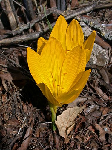 Цветок Sternbergia clusiana