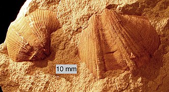 Syringothyris sp.; a spiriferid brachiopod from the Logan Formation (lower Carboniferous) of Wooster, Ohio (internal mold)