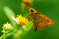 竹橙斑弄蝶