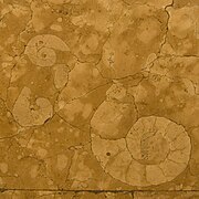 Отпечатки доисторических раковин в мраморе