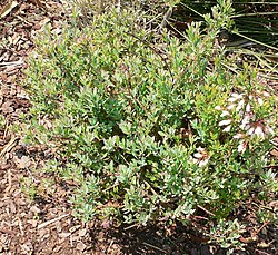 Vaccinium darrowii.jpg