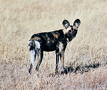 Ugroženi afrički divlji pas u rezervatu divljači Centralni Kalahari