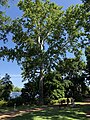 A white oak tree at the Missouri Botanical Garden