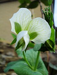 White pea flower.jpg