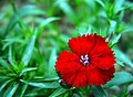 小紅花