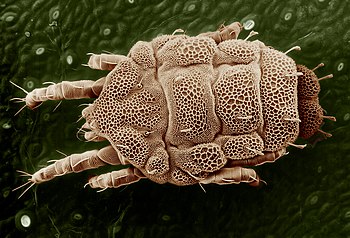 Yellow mite