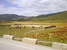 Yunnan-Tibetan plateau-red plants and yaks.jpg