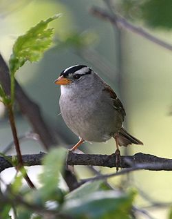 Zonotrichia leucophrys1.jpg