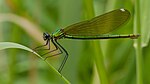 Calopteryx splendens – Weibchen