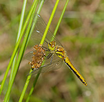 Un sympétrum noir (Sympetrum danae), libellulidé circumboréal. (définition réelle 3 356 × 3 268)