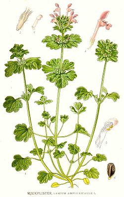 Lamium amplexicaule