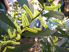 Description de l'image Acacia-longifolia-branch.jpg.