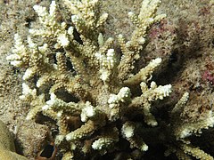 Description de l'image Acropora horrida, Poruma.JPG.