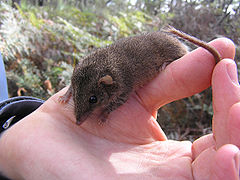 Description de l'image Agile Antechinus (Antechinus agilis) on hand.jpg.