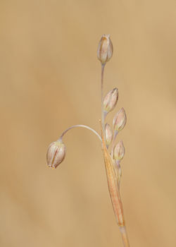 Allium kollmannianum 1. jpg