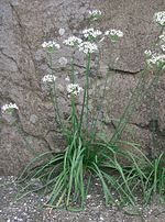 Miniatura para Allium tuberosum