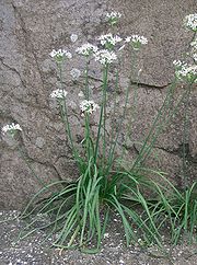 Allium tuberosum2.jpg
